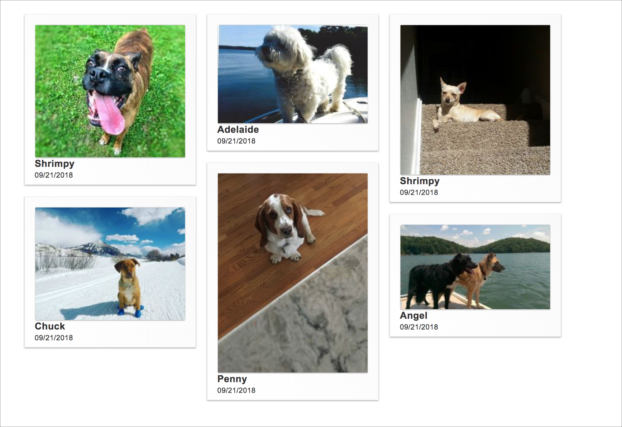 Dogs in various outdoor settings.