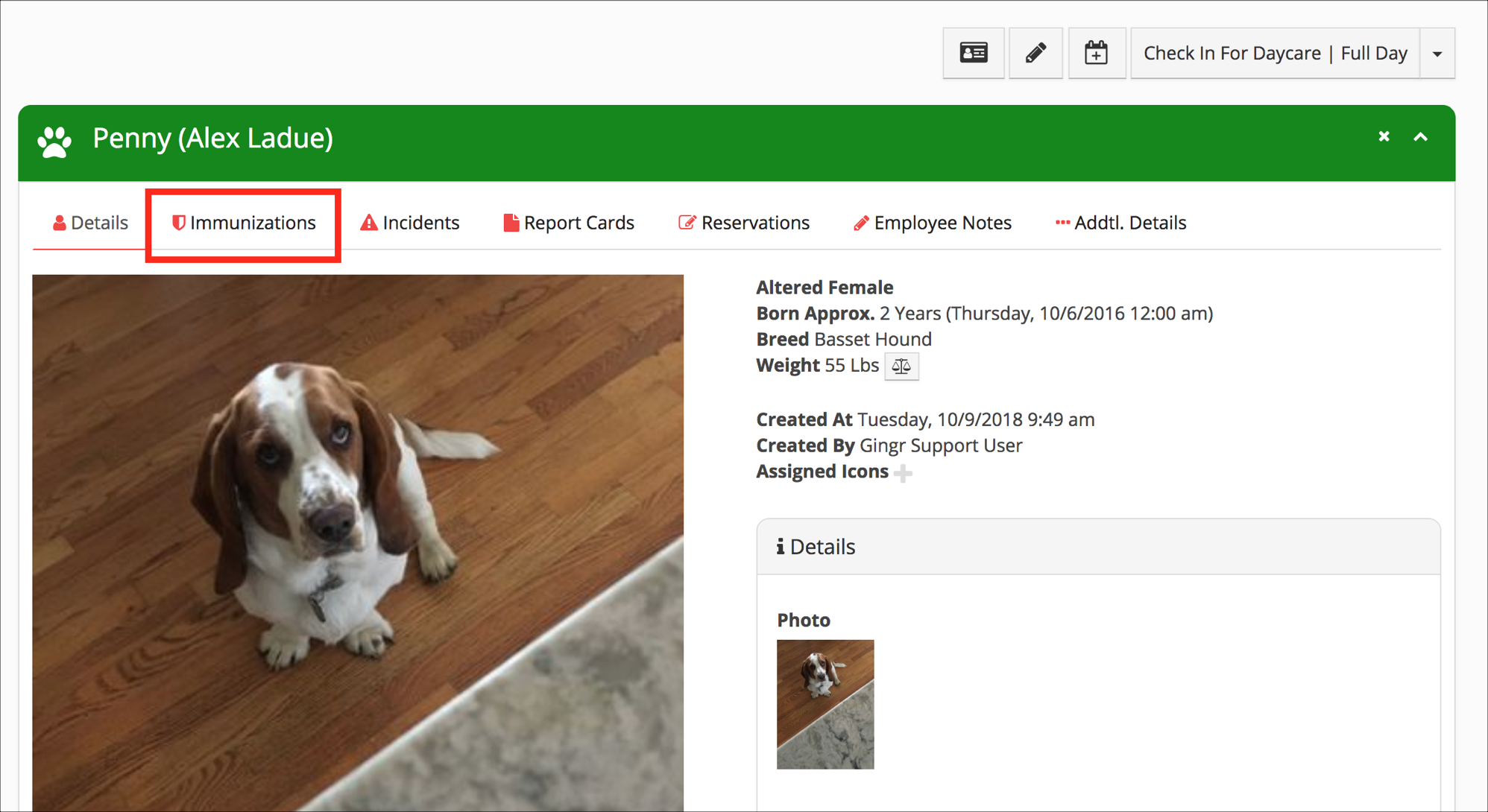 Basset Hound sitting on wooden floor.