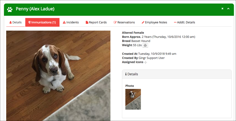 Basset Hound sitting on wooden floor.