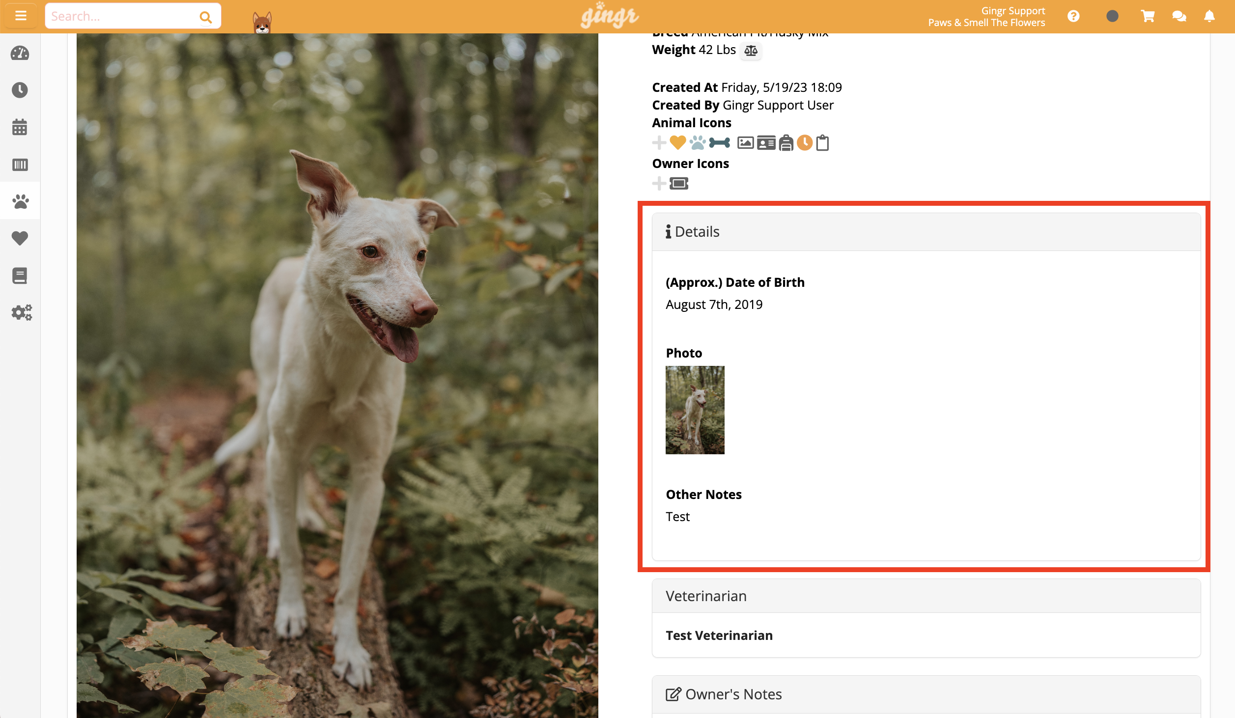 Dog standing on a forest path.