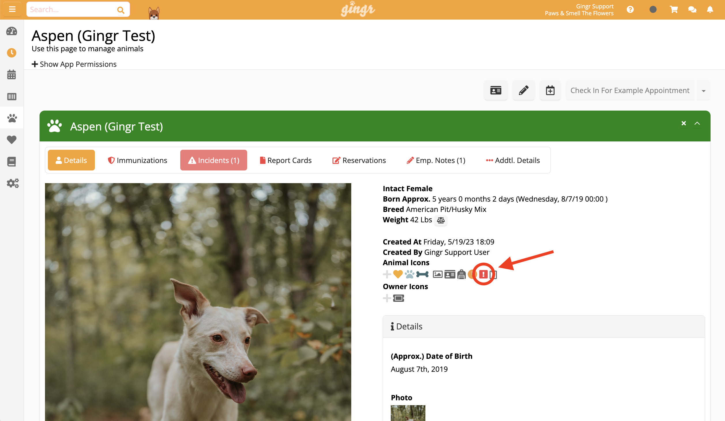 Dog in a forest setting.